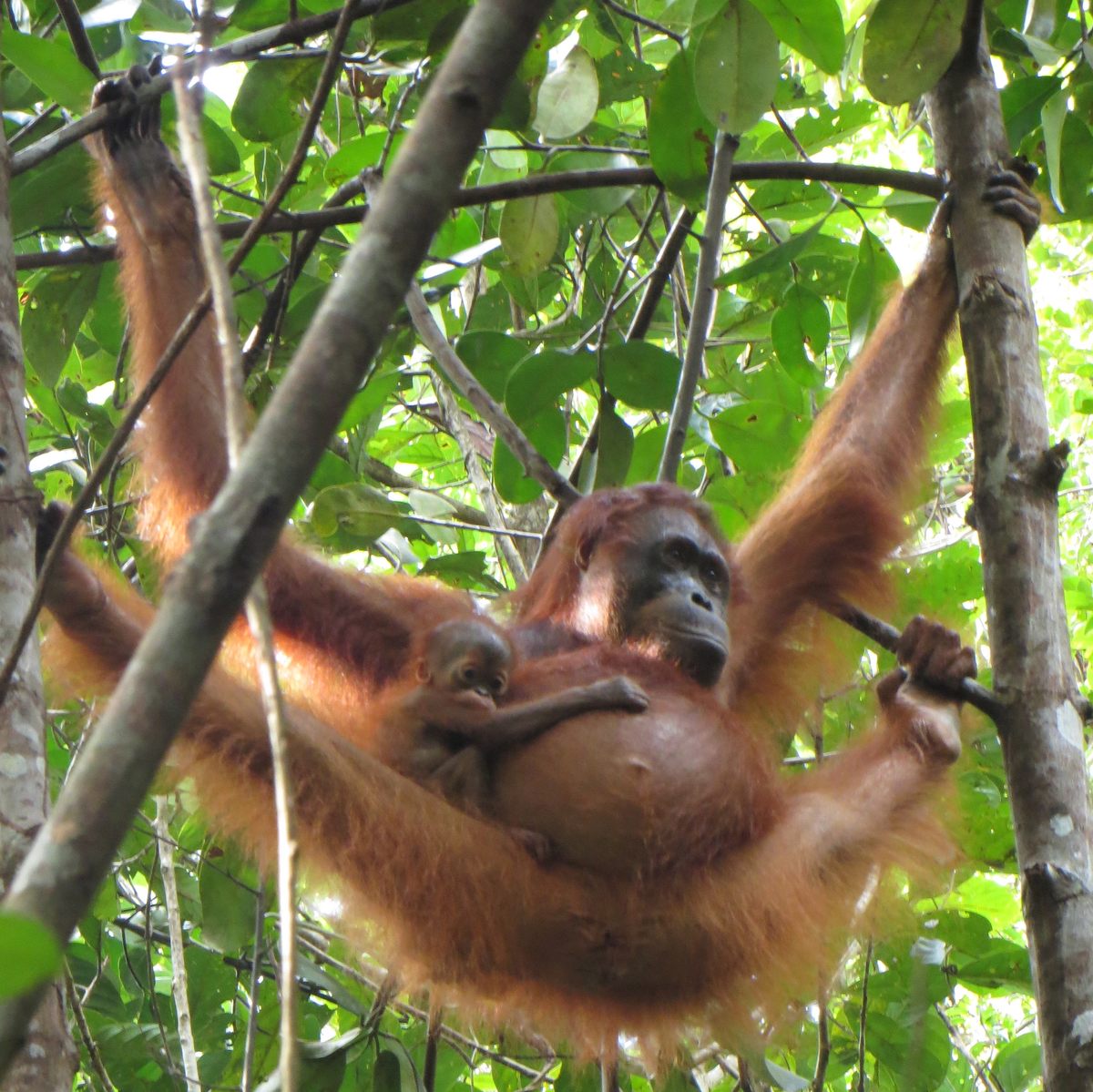 Orangutano patelė ir jos palikuonys juda per tankų centrinio Borneo mišką.