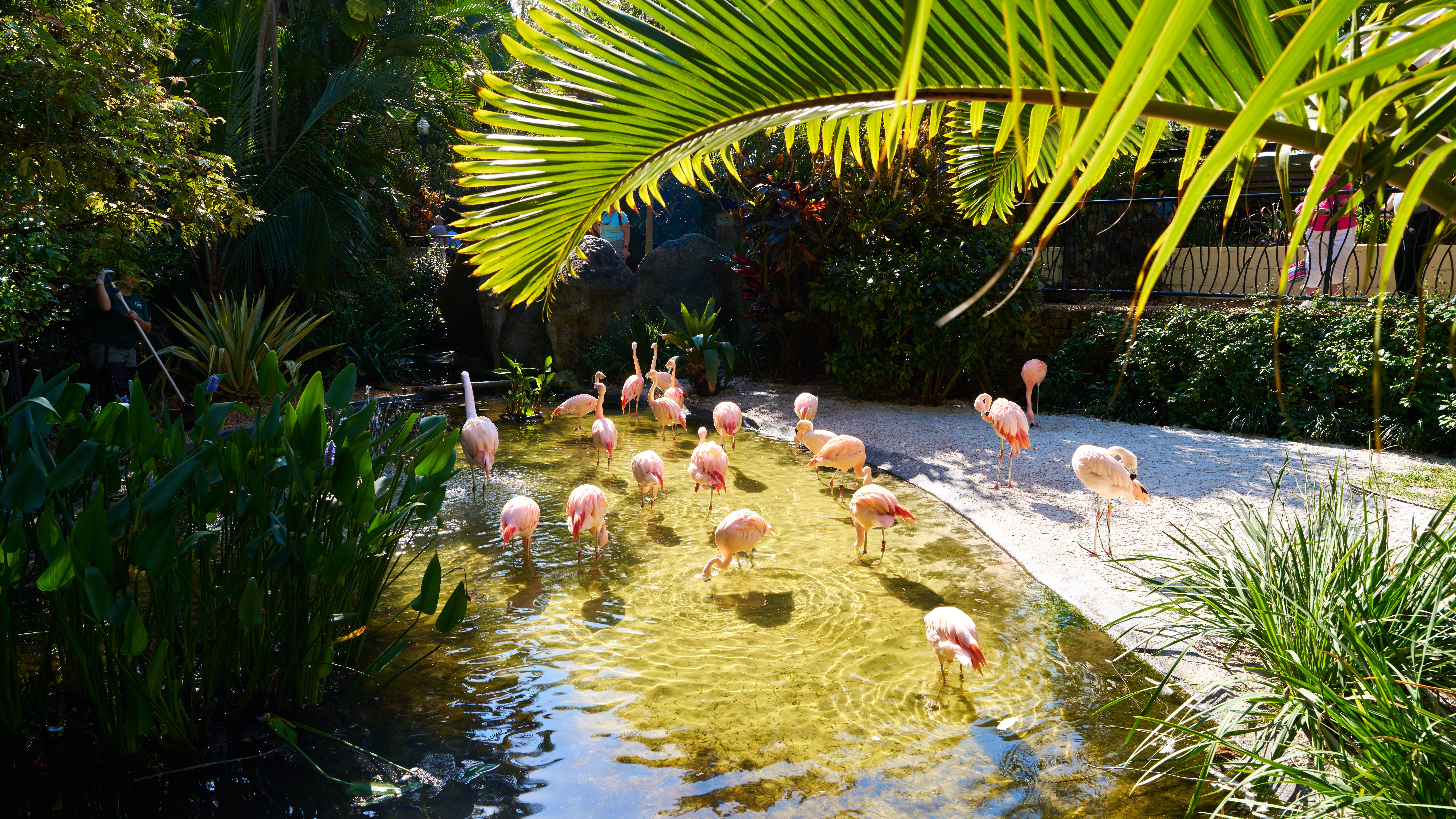 
More than 50,000 tropical plants create a striking habitat for the resident flock of flamingos at the Sunken Gardens in St. Petersburg.