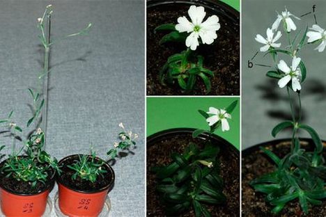 Regenerated Silene stenophylla (common name, campion)