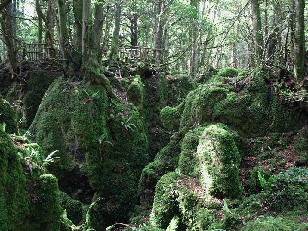 Леса 21 век. Лес Пазлвуд. Пазлвуд сказочный лес наяву. Puzzlewood группа.