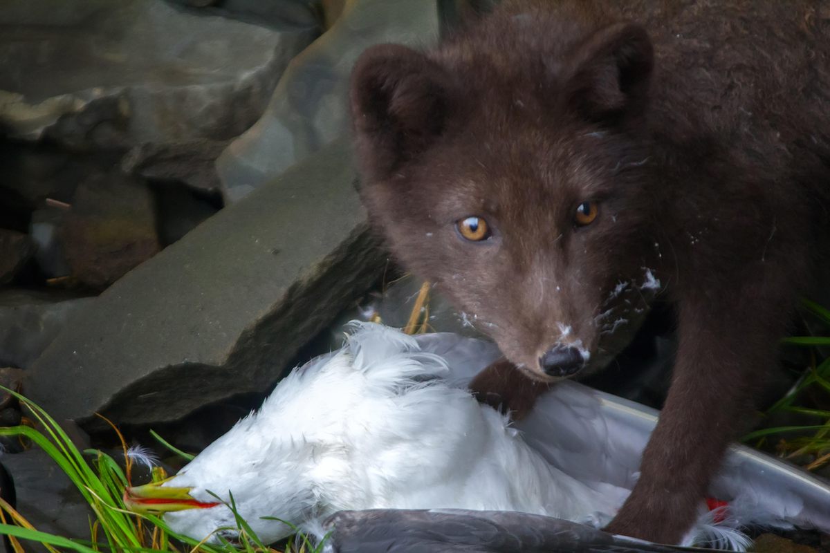 A fox caught with a gull on one of the Commander Islands, in the Russian portion of the island chain.