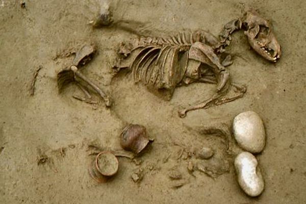 Burial 19, or B19, contained the remains of a large dog and newborn infant girl.