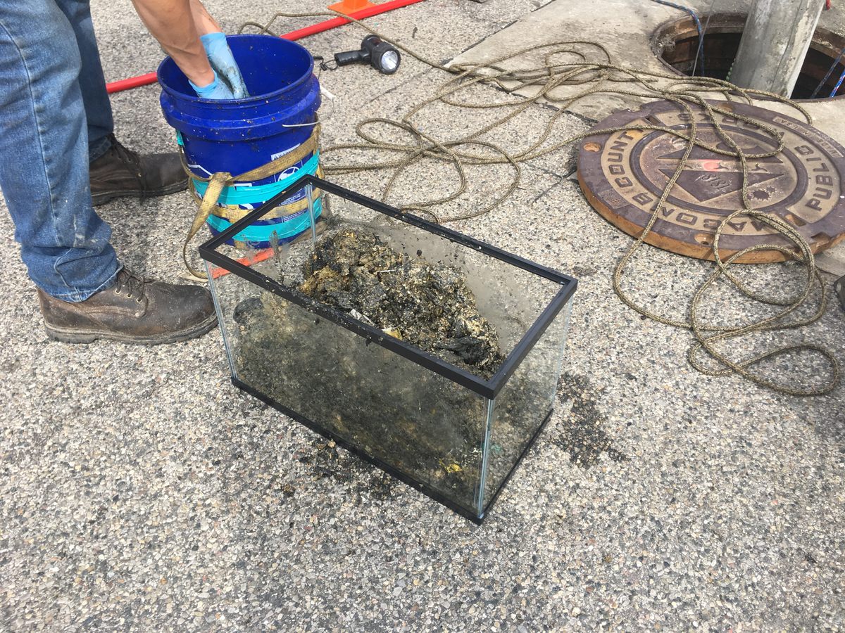 Aquarium tanks may not be the best placer to store fatberg pieces.