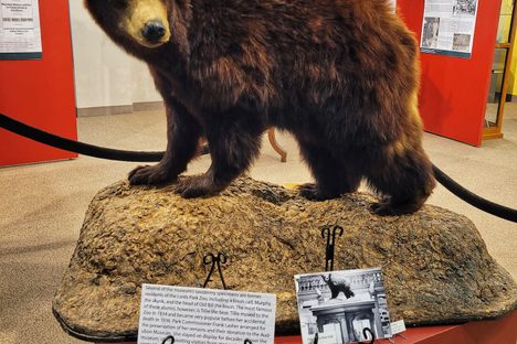 Tillie the bear was another popular resident of Lord's Park Zoo