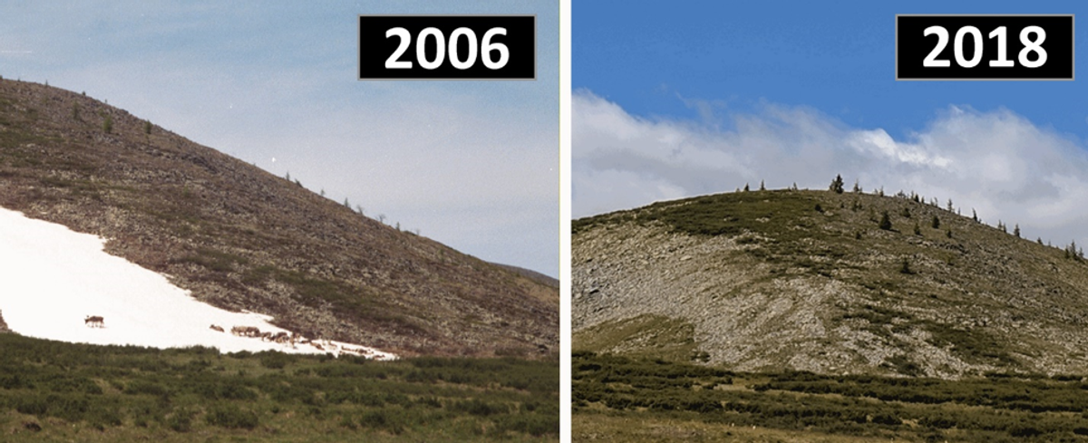 Domestic reindeer cool themselves on a formerly permanent ice patch (left) that melted away completely during the summer of 2018 for the first time in local memory.