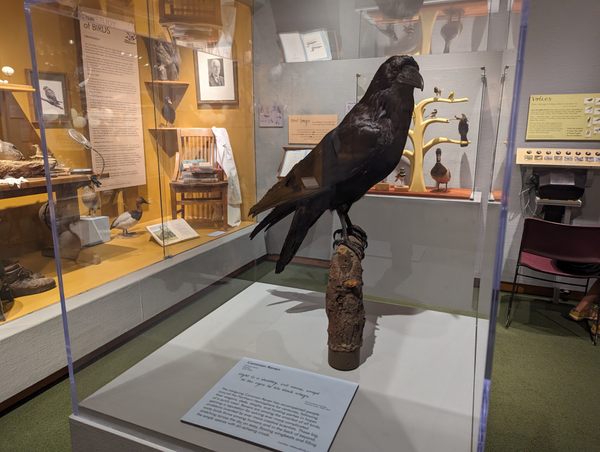 Whatcom Museum