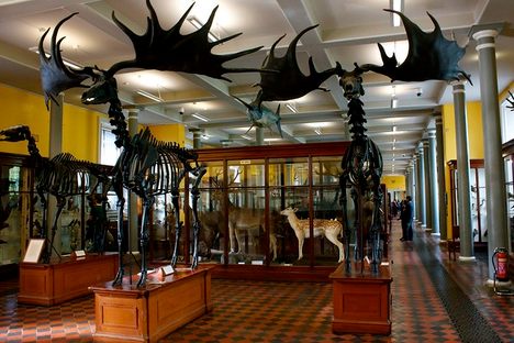 The Irish elk skeletons.