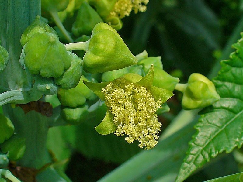 Ricinus communis