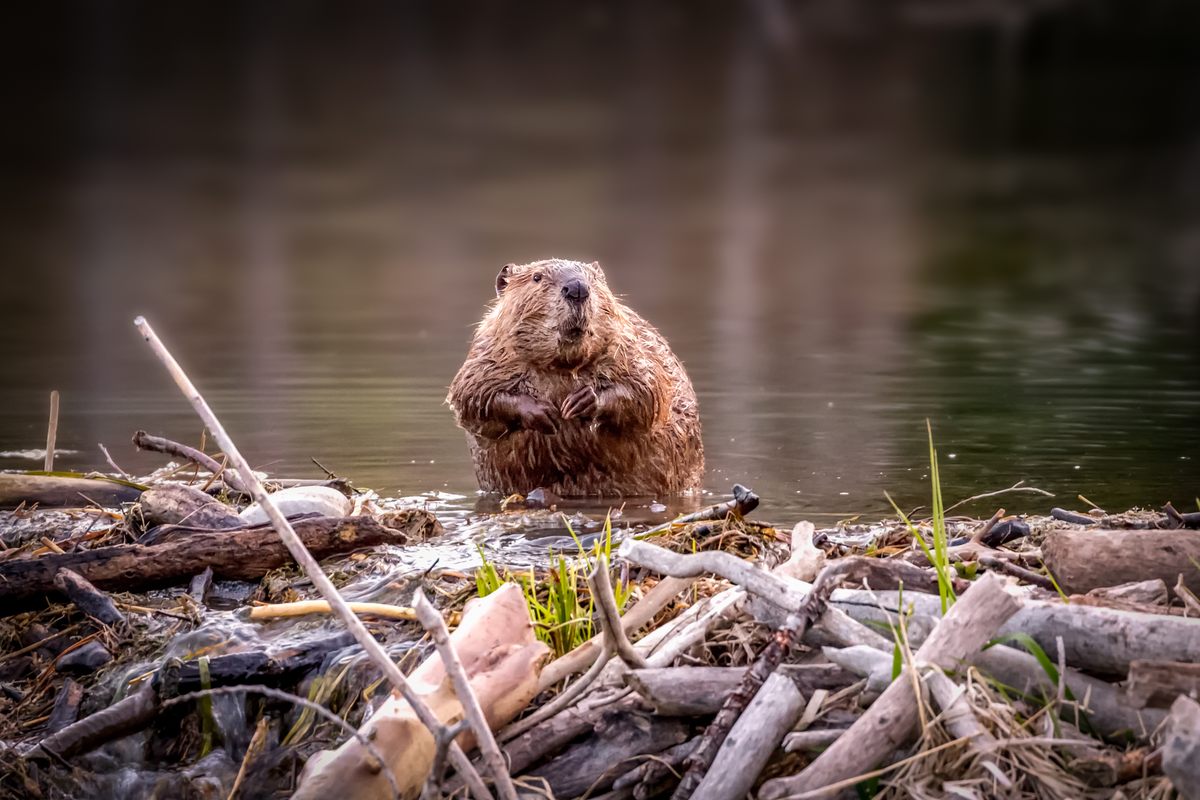 How NASA Got Involved With Parachuting Beavers