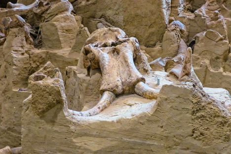 Hot Springs Mammoth Site