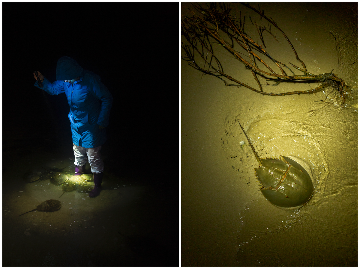 A scientist shines a light on mating horseshoe crabs in Lewes (left); horseshoe crabs are guided, in part, by UV light emitted by the moon and stars (right).