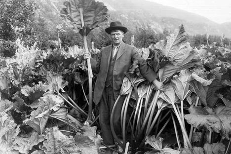 Henry D. Clark, the "Rhubarb King."