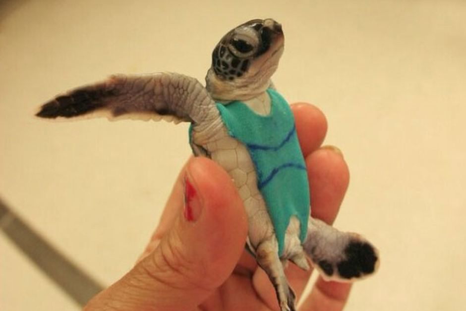 A sea turtle hatchling, playful and spunky in a piece from the Vision Research Collection.