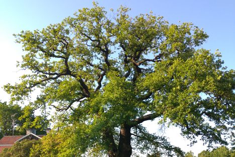 Lyells Ek (Lyell's Oak)