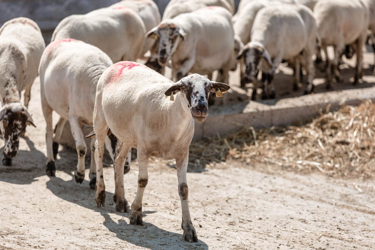 Manel Marcè's Ripollese sheep return from a morning at pasture.