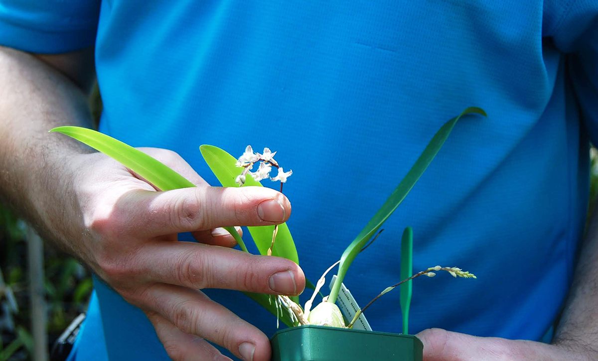 A tiny, fuzzy flower that only an orchid obsessive could get excited about.