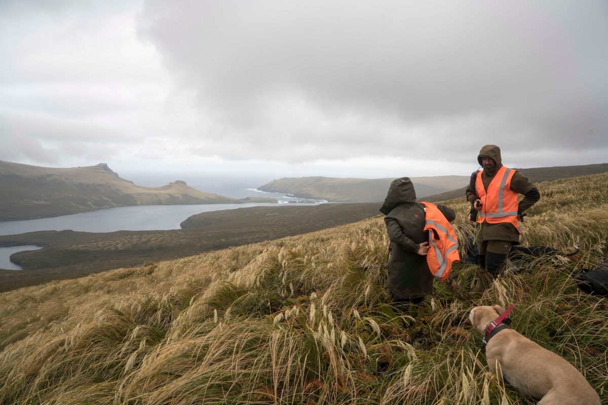 Hunting with dogs is one proposed method for eradicating the pigs on Auckland Island.