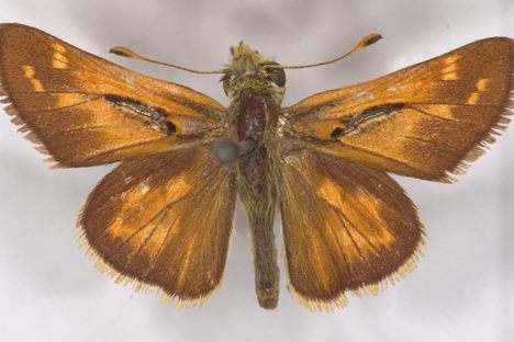 The dorsal side of Harvard's 150-year-old western branded skipper.