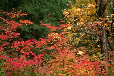 Could the colors of leaves indicate something beneath? 