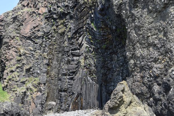 The fossil tree