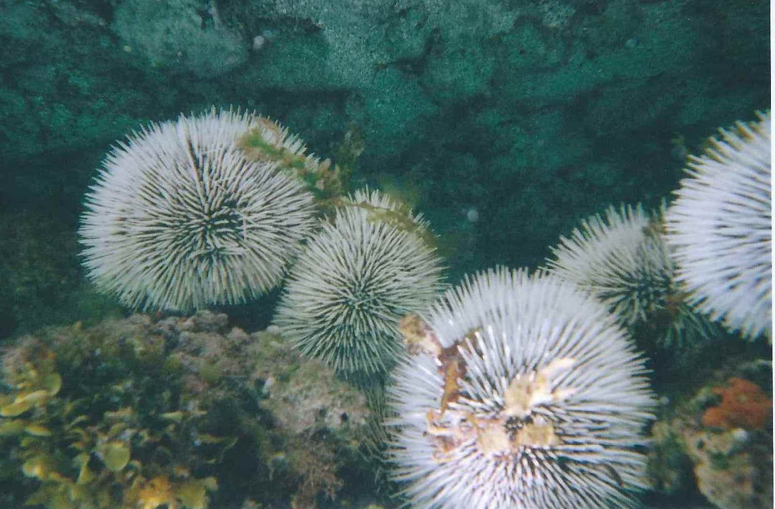 The spines of sea urchins inspired researchers to engineer more resilient building materials.