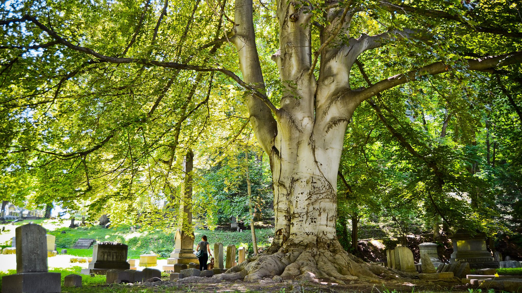 A massive tree in Mount Hope Cemetery.