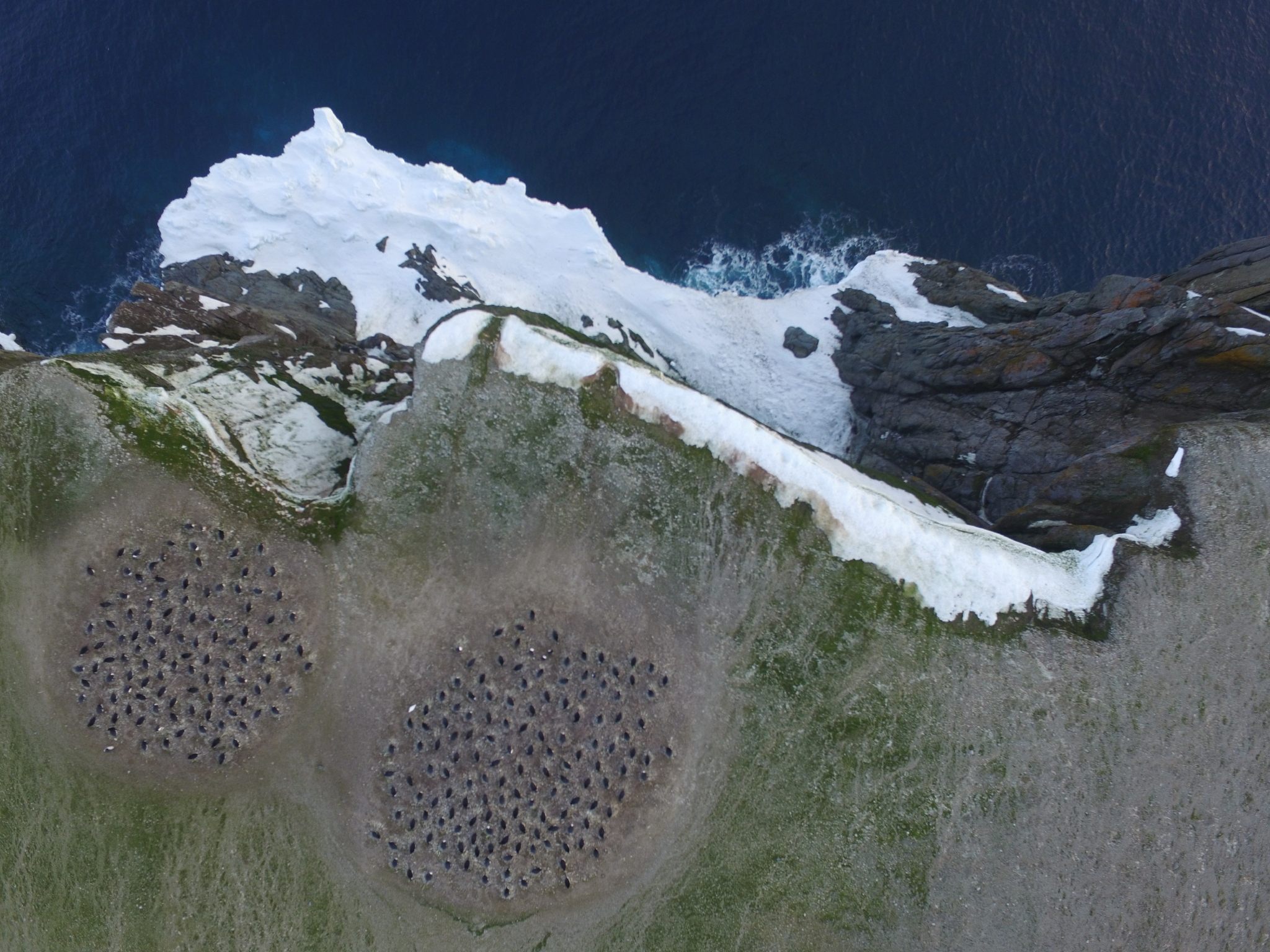 A drone image of penguins in the Danger Islands. 