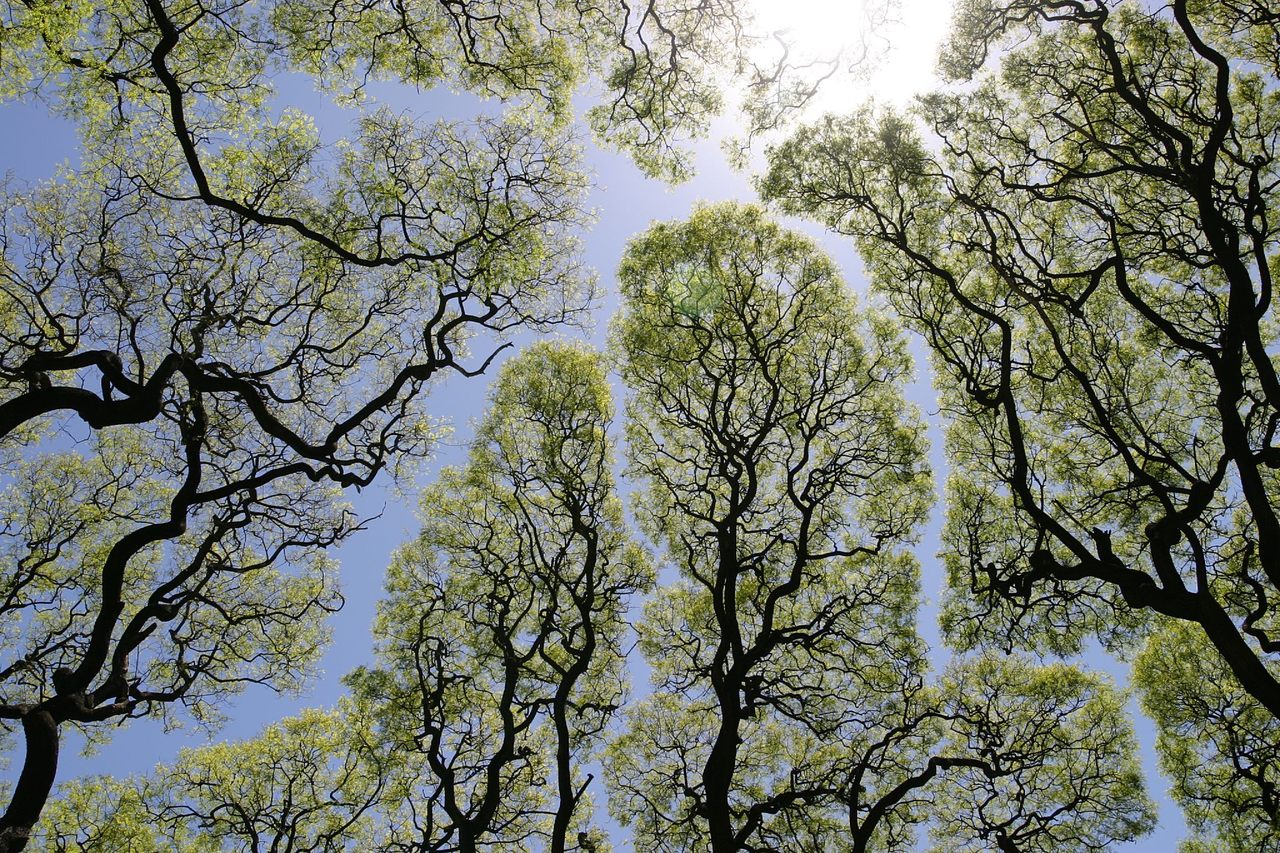 At Plaza San Martín in Buenos Aires, Argentina, crown shyness is hiding in plain sight.