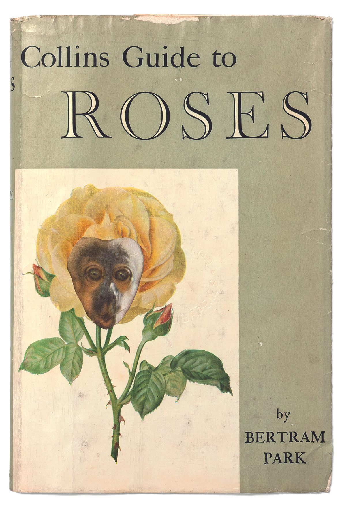 <em>Collins Guide to Roses</em>.