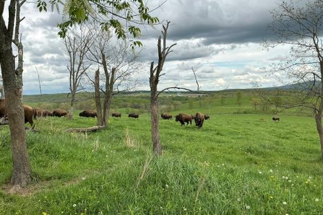 Near extinct in the late 1800s, bison have made a comeback.