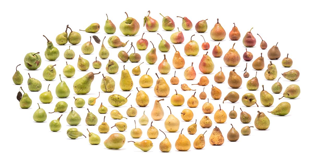 <em>Pyrus</em> I 2018 | 120cm x 240cm