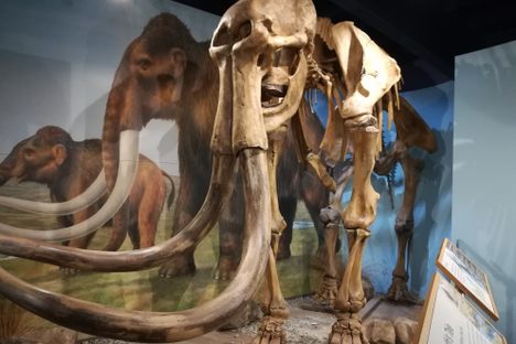 The Shropshire Mammoth