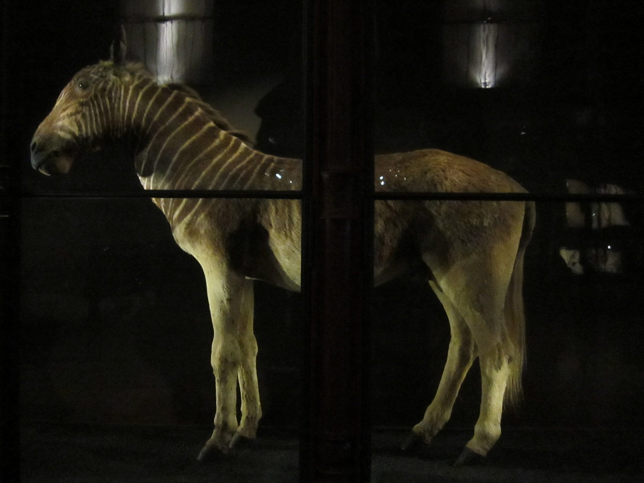 All That Remains: A Haunting Gallery of Extinct Animals in Paris - Atlas  Obscura