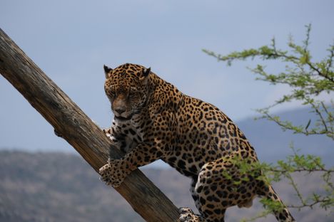 An adult male jaguar at the Jaguares en la Selva sanctuary in the southern Mexican state of Oaxaca. 