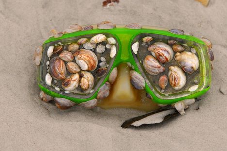 The sea takes things, makes them strange, and returns them. 