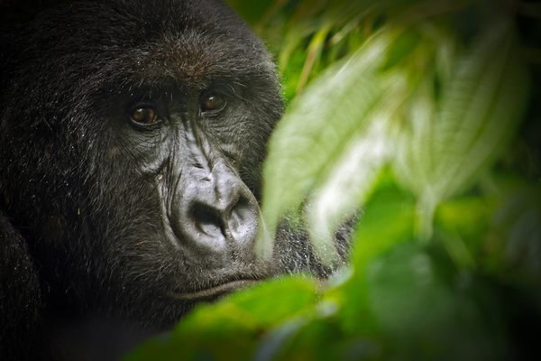 Mountain gorillas face many risks. 