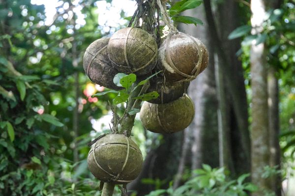 Placentas encased in coconut shells.