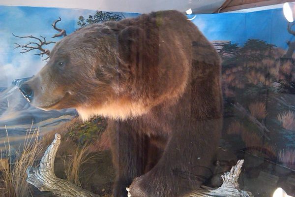 A taxidermy grizzly bear. 