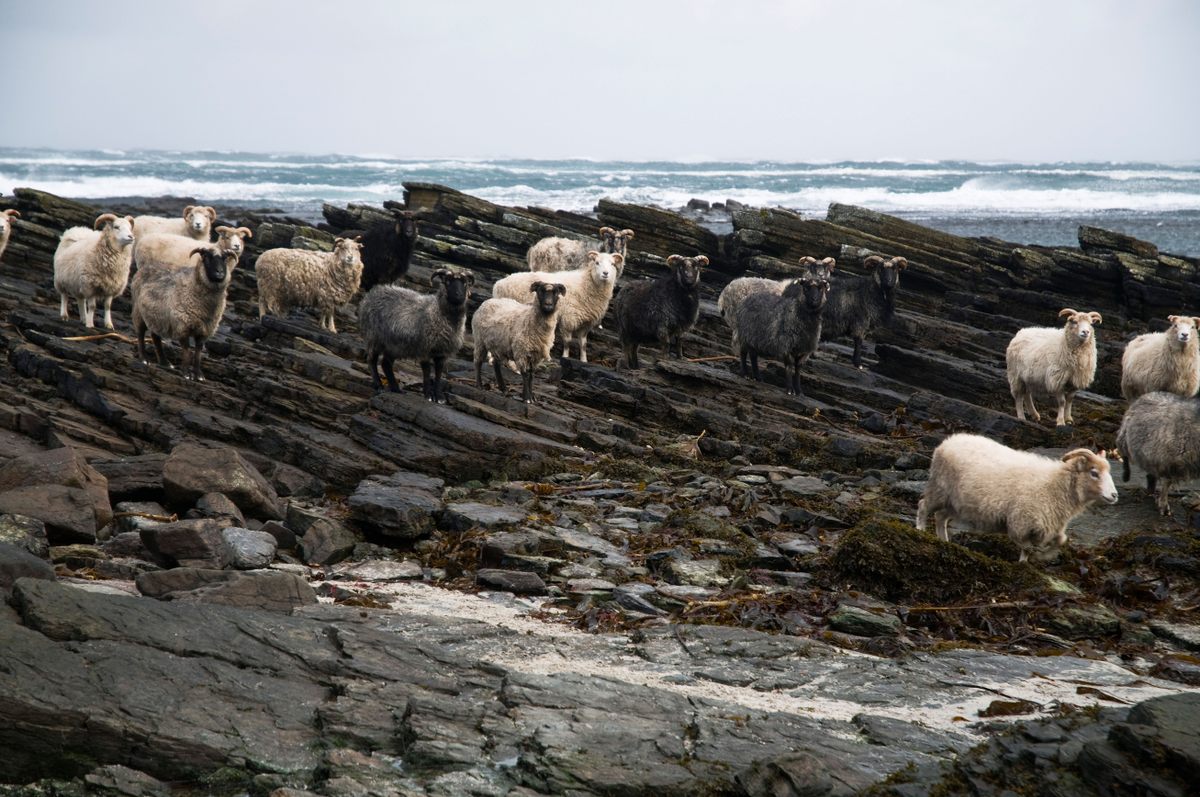 The sheep forage on the steep, slippery shore.