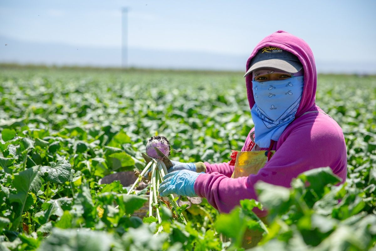 The root vegetables on your Thanksgiving table likely originated in a field like this one.
