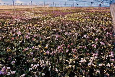 Orchids grow at the Color Point wholesale greenhouse in Granville, Illinois.