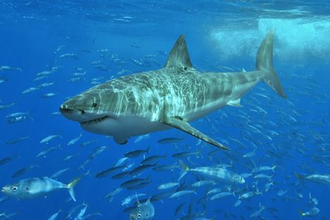 A great white shark lurking. 