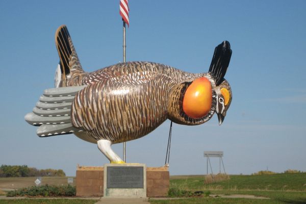 World's largest prairie chicken.