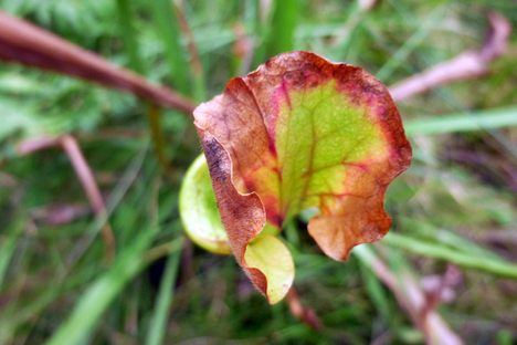 Pitcher plant