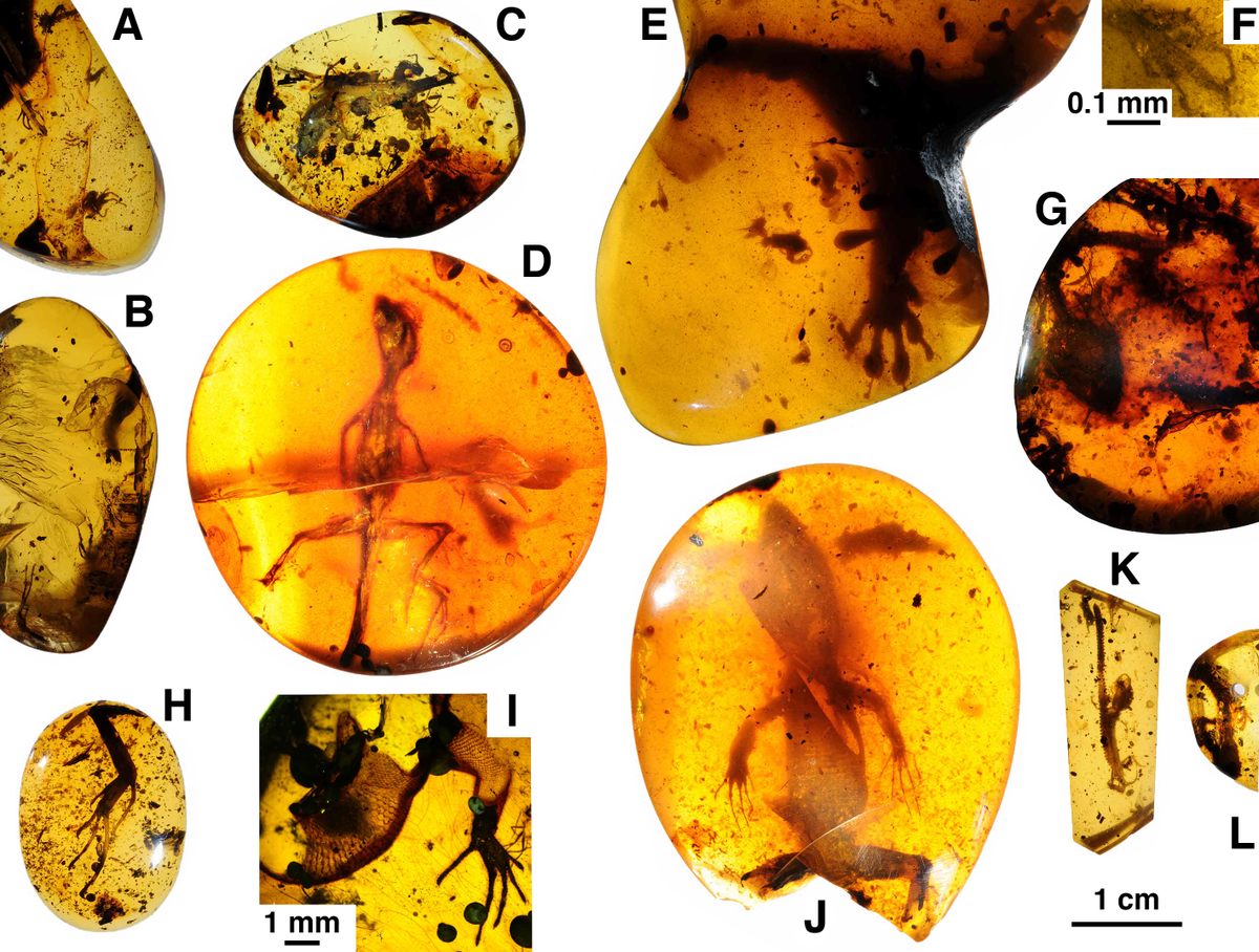 Found: Tiny Lizards Preserved in Amber