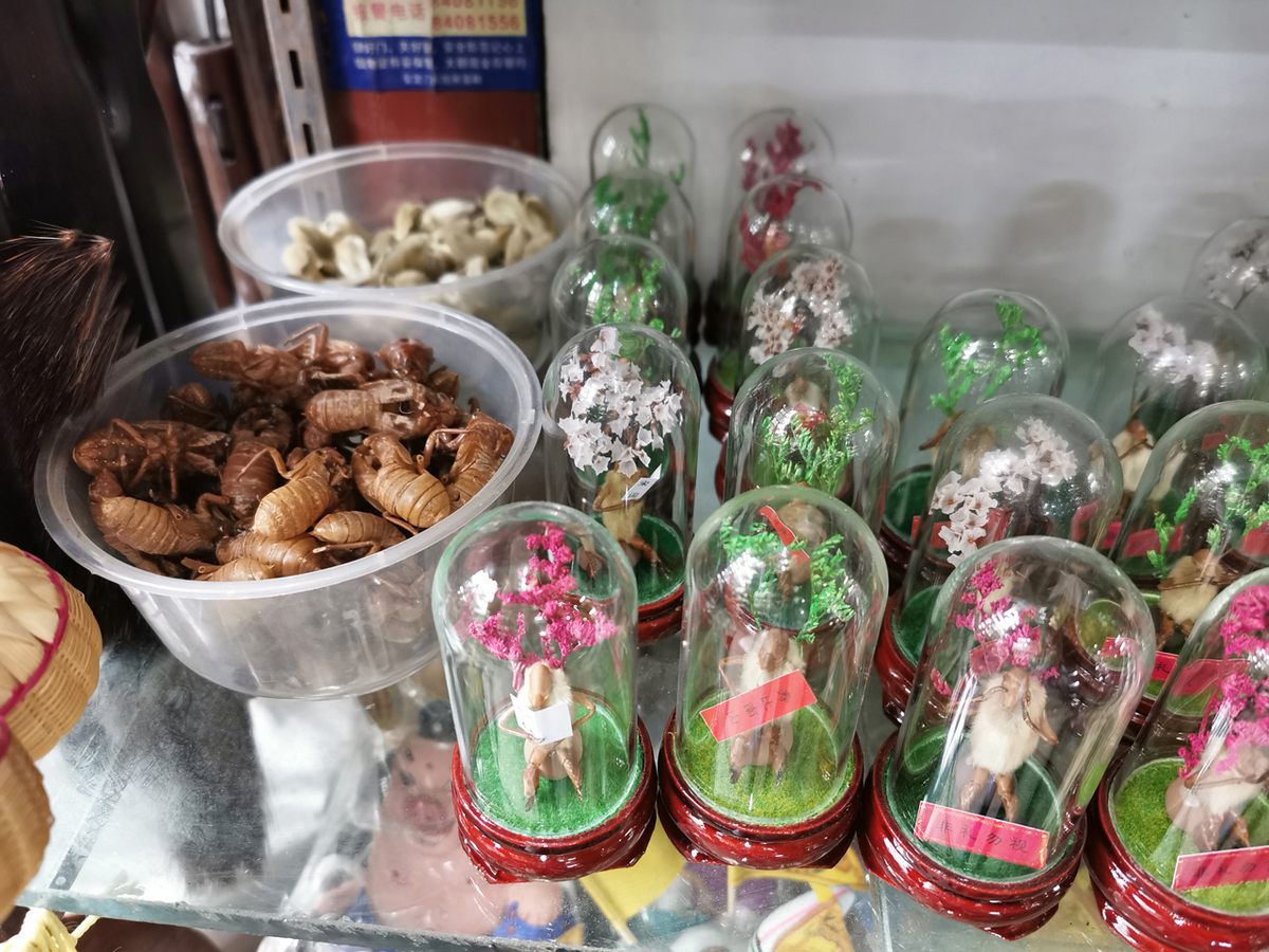 Hairy monkeys on display at Buo Ling's shop in Beijing.