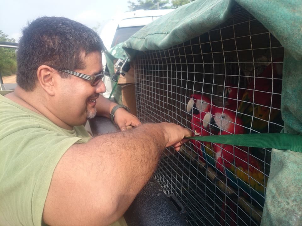 Dr. Fernando Martinez, the director of ARCAS Peten, says farewell to a couple of scarlet macaws on last February's release day.