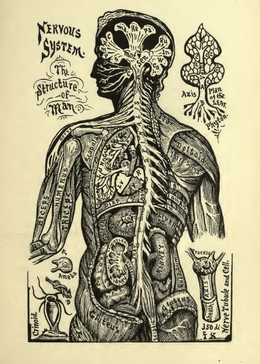 Nervous Structure