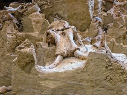 Hot Springs Mammoth Site