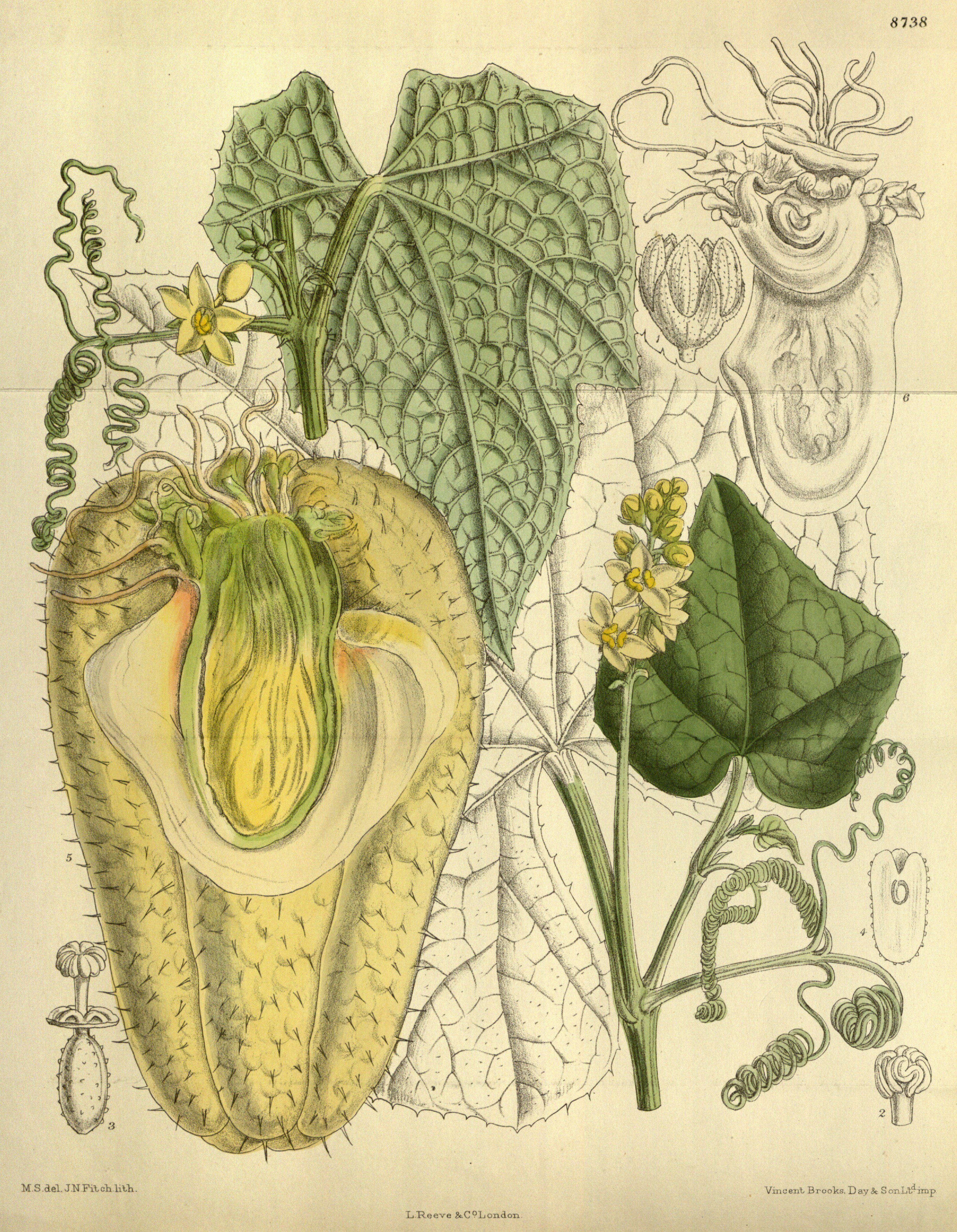 A 19th-century botanical drawing of the mirliton.